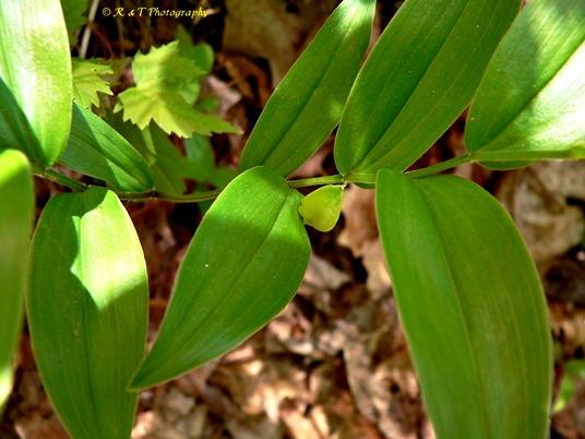 {Uvularia puberula}